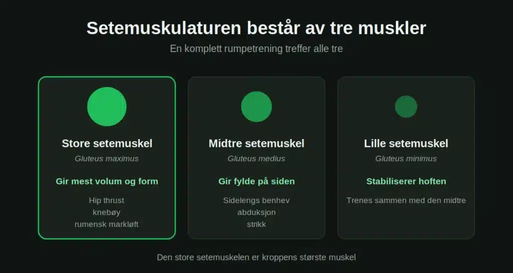 storre-rumpe-tre-muskler