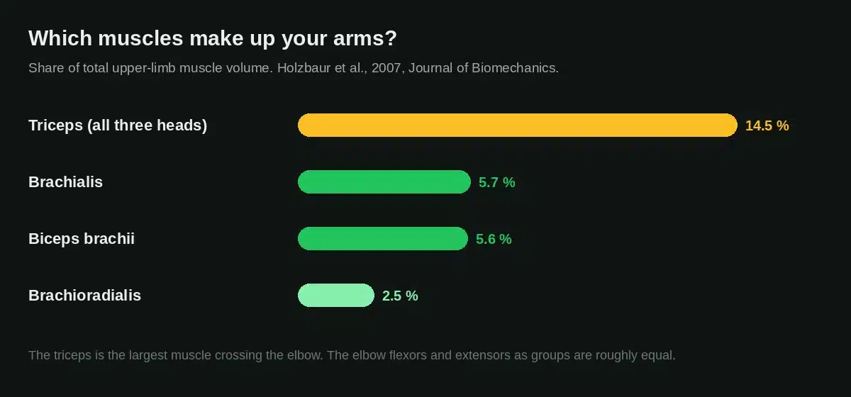 Share of upper-limb muscle volume made up by the triceps, brachialis, biceps and brachioradialis