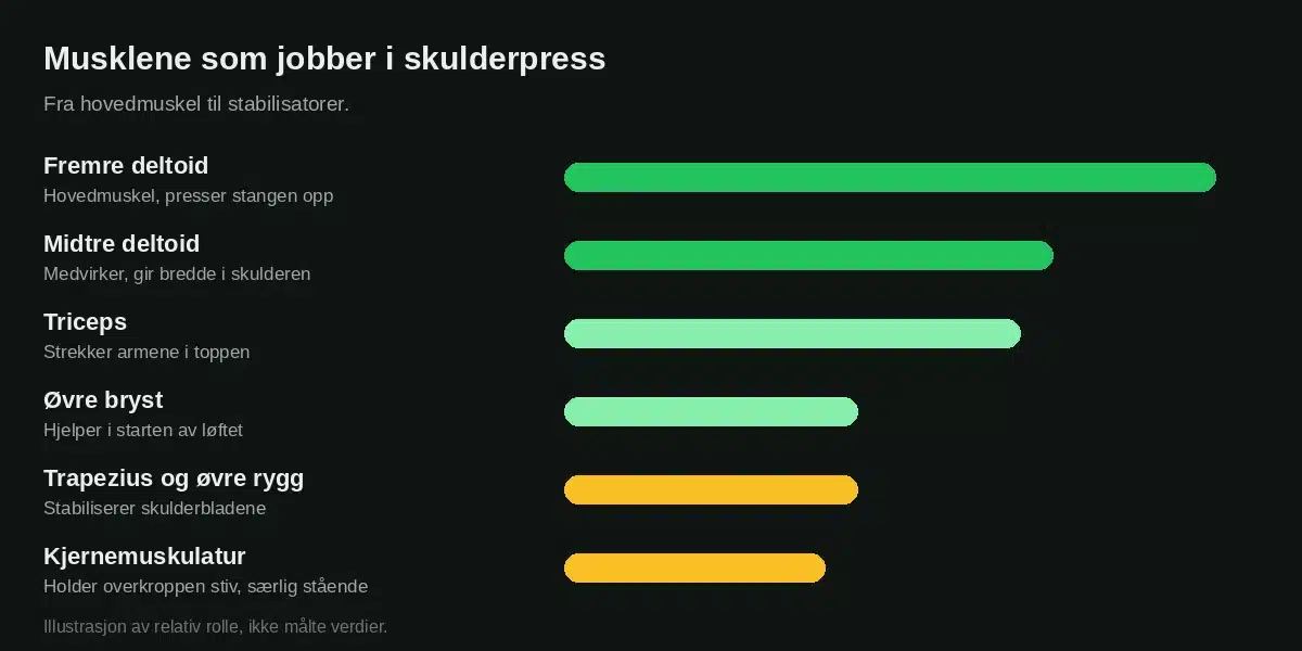 Musklene som jobber i skulderpress, fra fremre deltoid til kjernemuskulatur