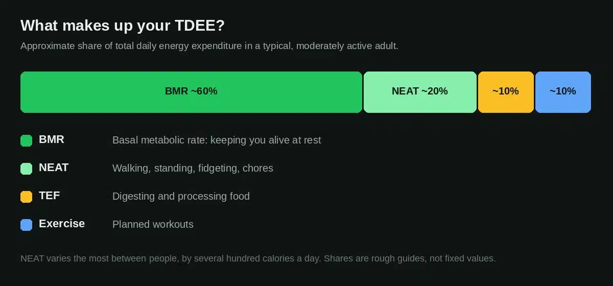 The four components of total daily energy expenditure: BMR, NEAT, the thermic effect of food and exercise